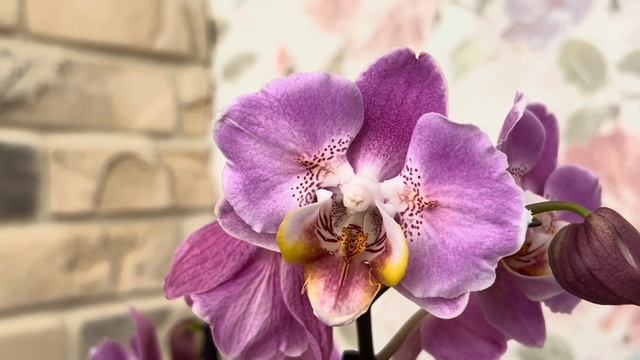 Хочешь В ПОДАРОК Кадиллак???   орхідеї фаленопсис pla