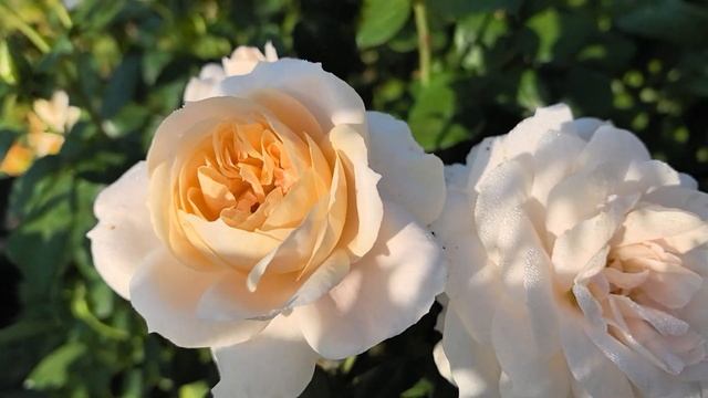 Роза Lions Rose (Kordes, 2002) - Лионс Розе, флорибунда смотреть онлайн