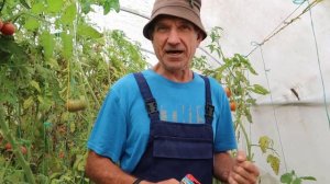 Обзор томатов, сорта: Флорентийская красавица, Никола,