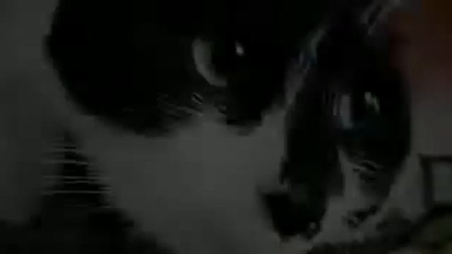 Мой кот любит хип-хоп!