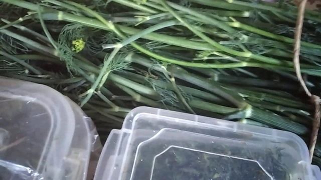 Супер пупер Укроп на зиму! Стебли укропа не выкидывайт смотреть онлайн