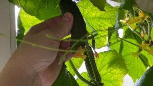 Огород на балконе,тестируем сорта огурцов, Garden on the balcon