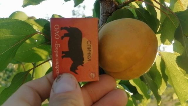 14 июля 2024 г.Солигорск. Абрикос Харгранд . смотреть онлайн