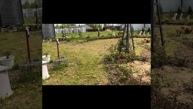 Розы после мороза - увидела и ужаснулась. смотреть онлайн