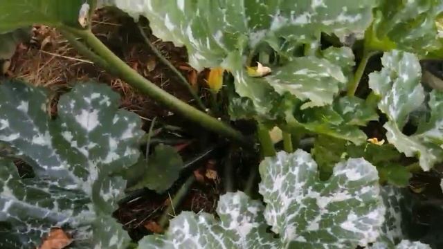 Кабачок Кавили F1 обзор смотреть онлайн