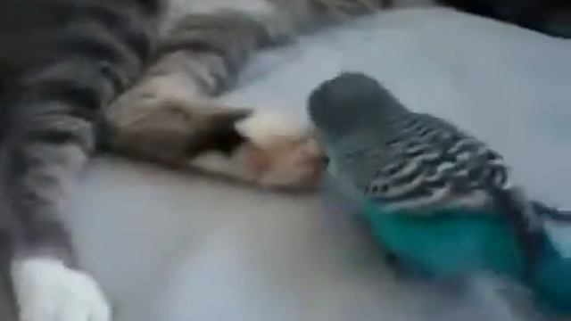 Улетный прикол про кота и попугая Смотреть всем!!! смотреть онлайн