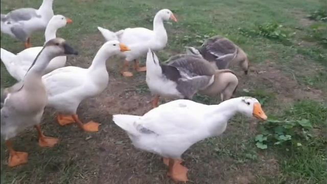 Деревенские хлопоты. Семена с помидор. очередная засо? смотреть онлайн