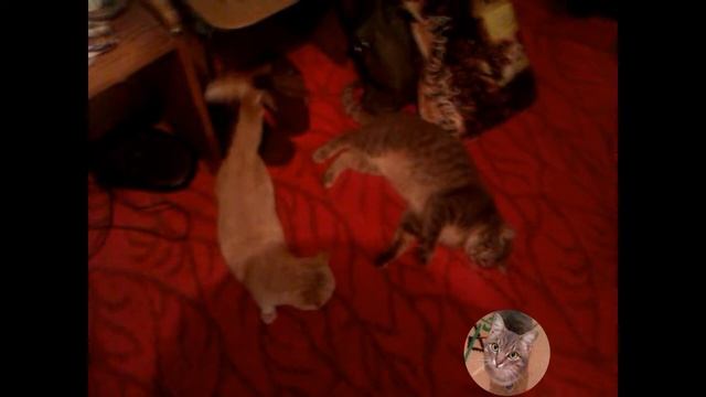 СМЕШНЫЕ КОШКИ / ПРИКОЛЬНЫЕ КОШКИ / МСТИТЕЛЬНЫЙ КОТ СМЕШНО /FUNNY CATS fool around