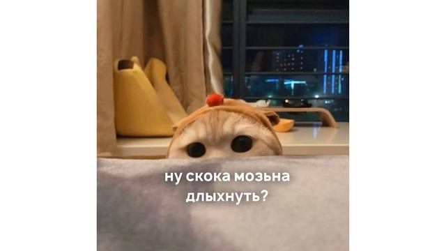 Попробуй не засмеяться! У меня не вышло))) Приколы с котами | Мемозг 612 смотреть онлайн