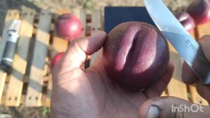 Нектарин Биг Топ/Big Top