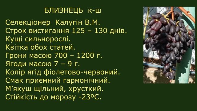 @Чудовий кишмиш Близнець, виноград для Гурманів. Плюси смотреть онлайн