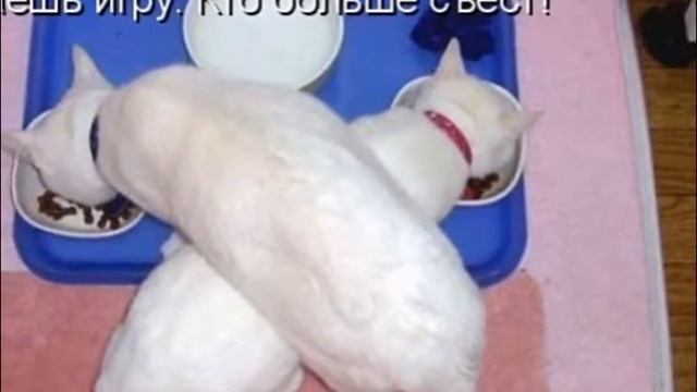 Картинки с приколами смотреть онлайн