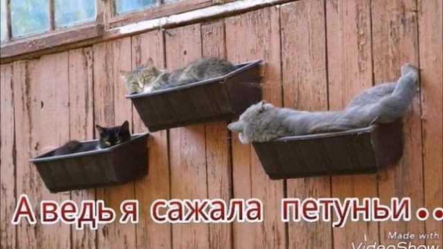 Без кота и жизнь не та! смотреть онлайн