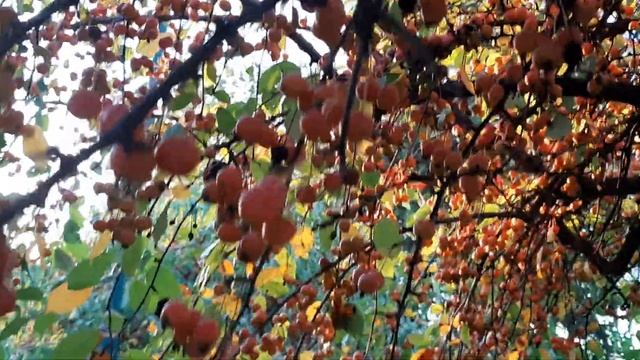 Мукачеве. Парк Центральний. Жовтень 2022 р. смотреть онлайн