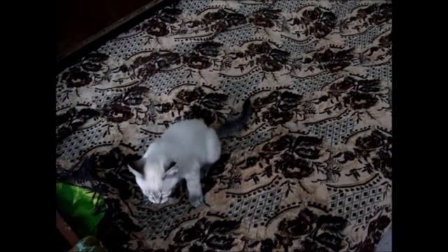 🐾 Смешные котики иногда становятся сумасшедшими… смотреть онлайн
