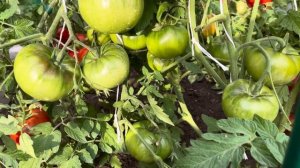 Низкорослые сорта томатов: СТАРОСЕЛЬСКИЕ И ЦАРИЦА ПОЛ