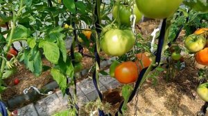 Томат Царь Минусинский