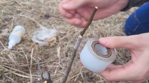 ПРИВИВКА ГРУШИ В СРЕДНЕЙ ПОЛОСЕ #ПРИВИВКА_ПЛОДОВО_ЯГО?
