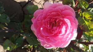 Роза 🌹 шраб Амандин Шанель.