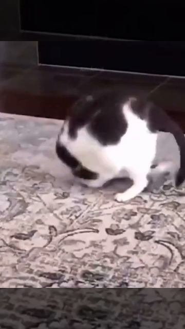 Веселые коты / Смешные котики / Коты приколы / Забавные животные / Смешные коты смотреть онлайн