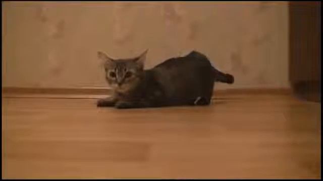 ★ Кот и спорт! Чёрный котёнок спортсмен по бегу Приколы про кошек Ржач! смотреть онлайн