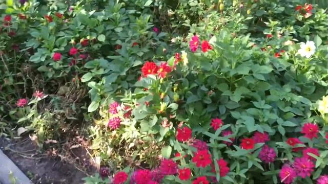 🍁1421🍁  Цветы и сентябрь🍃🌸🌺🌸🍃#осень#город