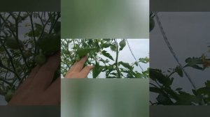 Обзор томата -минусинское манго 6.08.24г.