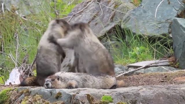 Groundhogs are fighting. Funny animals. Сурки дерутся. Забавные животные.#Shorts смотреть онлайн