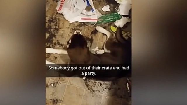 Смешные хаски смотреть онлайн