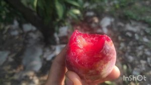 Плуот Дапл Денди/Pluot Dapple Dandy