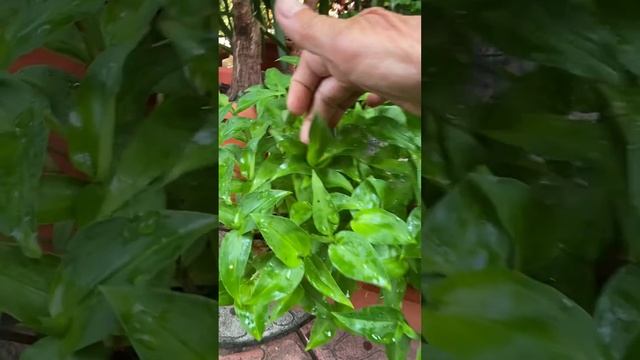 Коммелина или синеглазка! Красотка!Советую посадить!