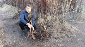 Новые сорта краснолистного колоновидного персика!!!