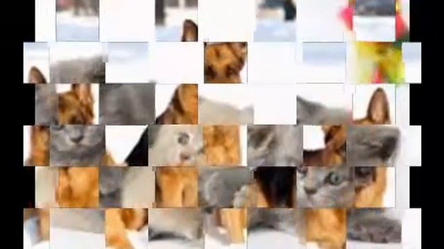 Собаки + кошки=МИМИМИ и МИМиМИ!!! смотреть онлайн