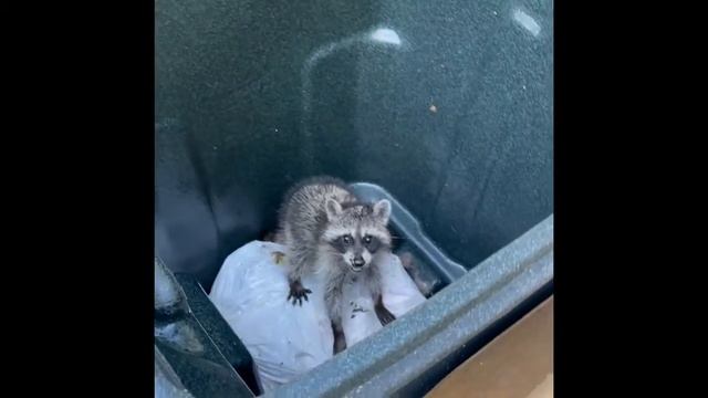 Енот в мусорном баке / Racoon In A Garbage Can