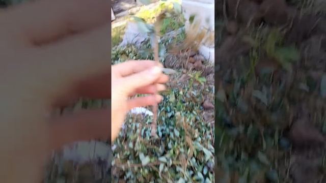 Черенкование самшита и спиреи японской розовой.Потом