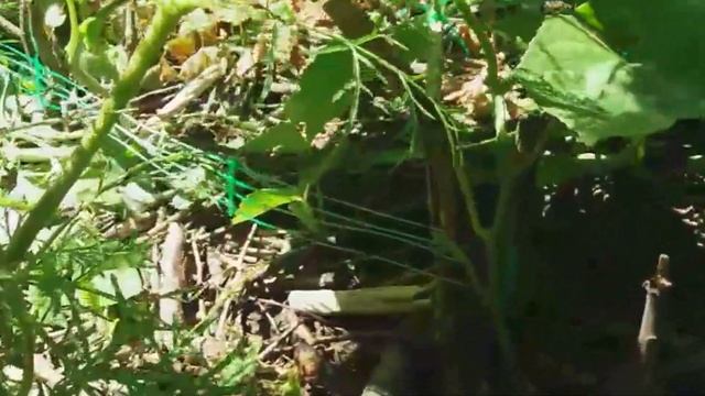 🥒ПОСЕВ ОГУРЦОВ В ОТКРЫТЫЙ ГРУНТ🥒ЭТО ВАЖНО ЗНАТЬ🥒SOW смотреть онлайн