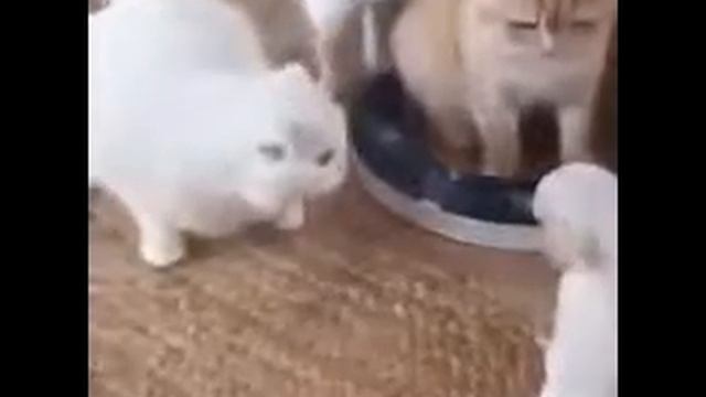 убойные прикольные видео смотреть онлайн