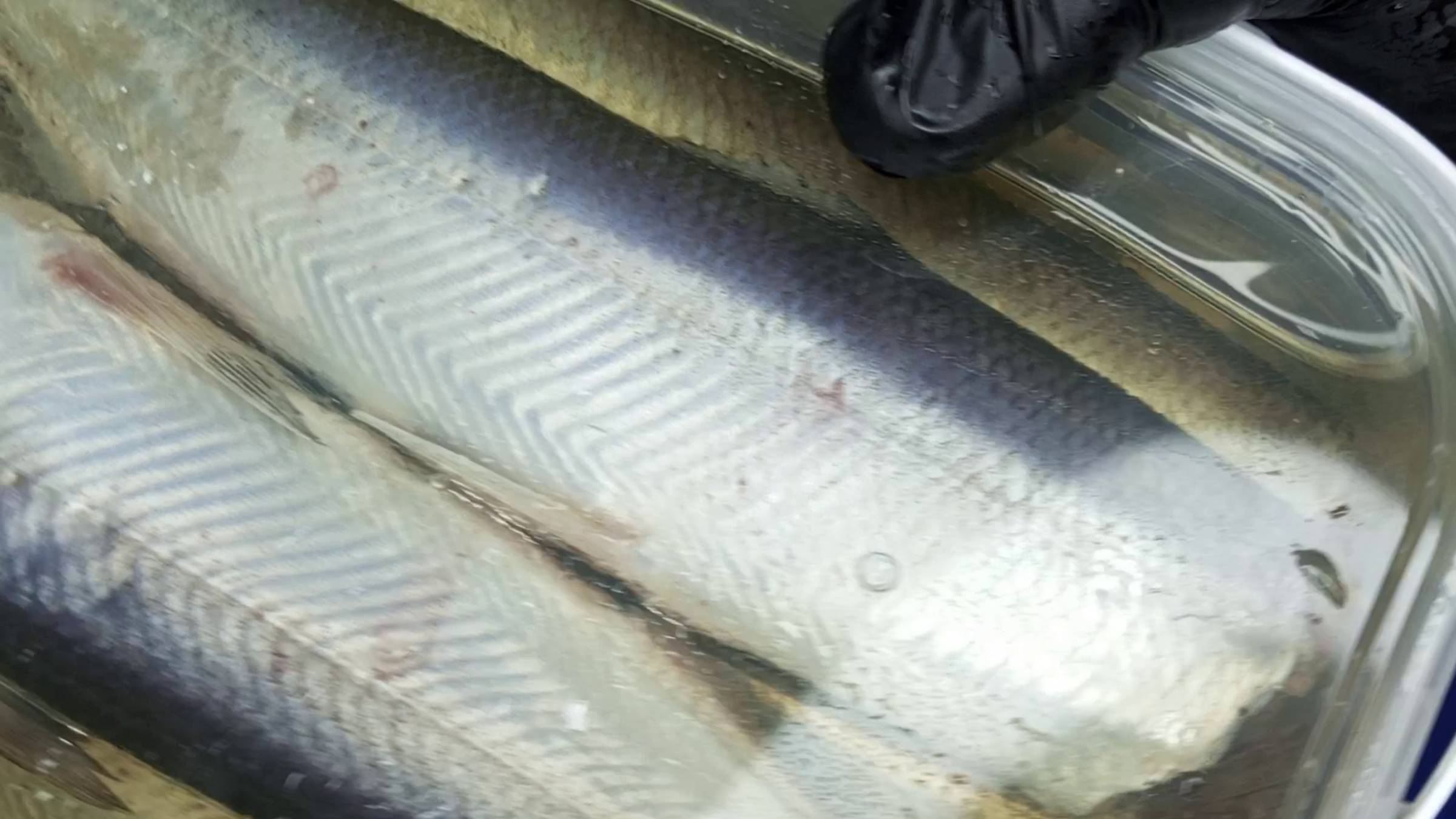 ППпойдёмПокоптим