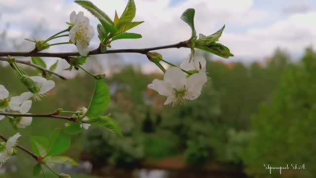 Просто красивая Весна и хорошая музыка!!!
Релакс смотреть онлайн