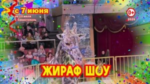Жираф шоу в Севастопольском цирке