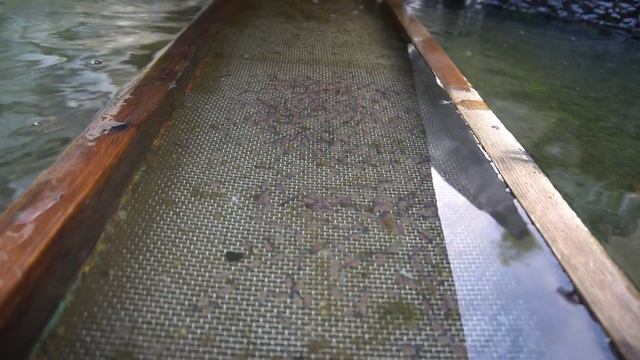 Мальки форели стали вылупляться из икры. смотреть онлайн