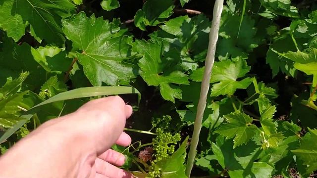 Открываю виноград, достаю лозы из травяных джунглей и смотреть онлайн