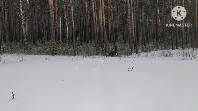 Покатушки выходного дня на снегоходе.