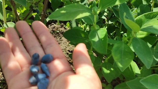 атут жимолость їстівна