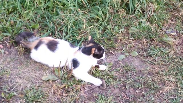 Кошка играет с мышкой смотреть онлайн