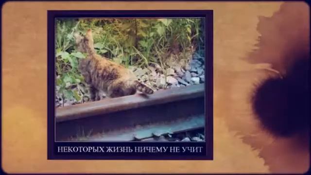 Картинки Демотиваторы Приколы 101 смотреть онлайн