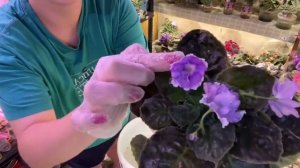 Обработка ФИАЛОК от трипса, мой ОПЫТ