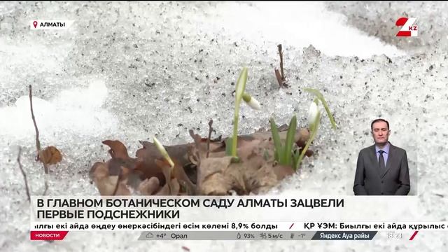 В Ботаническом саду Алматы зацвели первые галантусы
