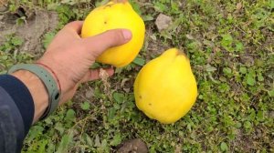 Айва грушевидна "Rea's Mammoth"