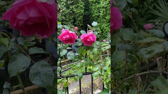 Роза Плетистая Parade-Парад..